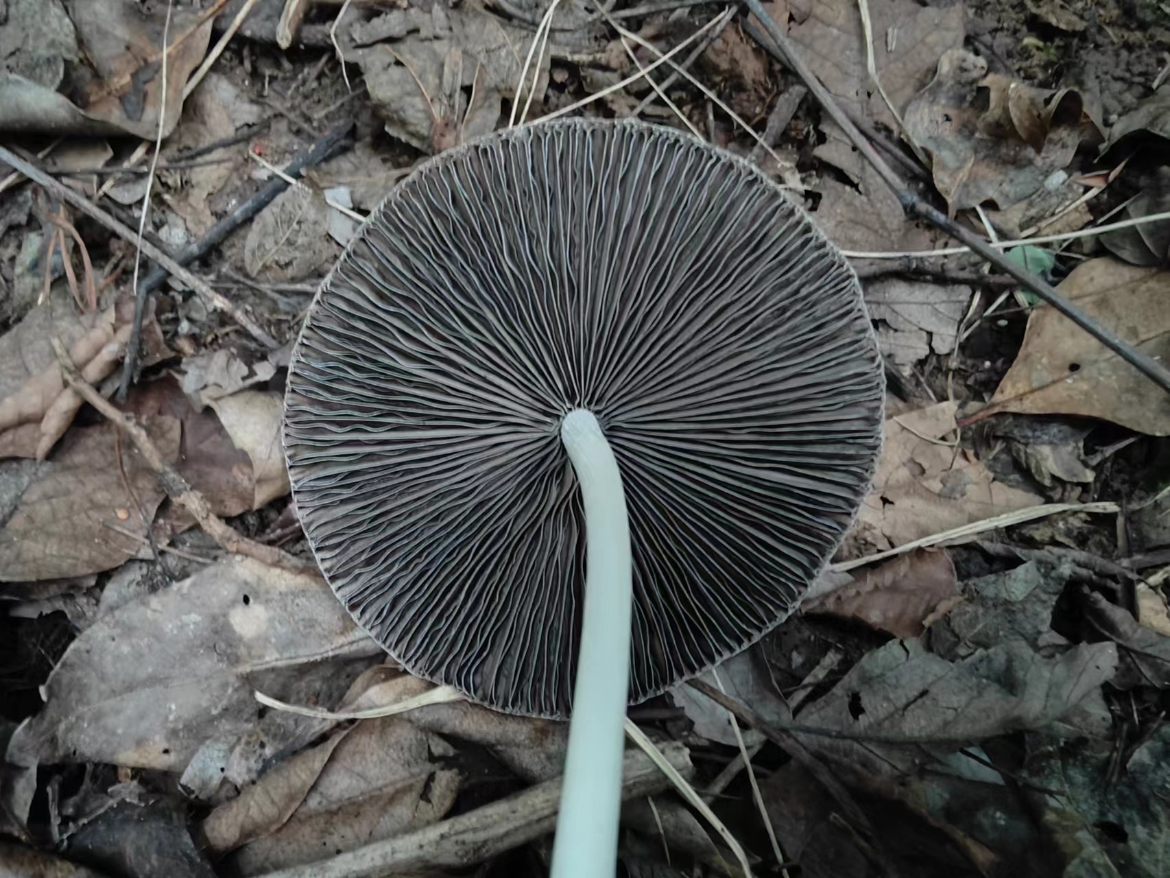 mushroomimage